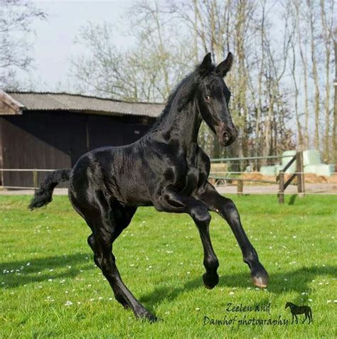Friesian Foal Étalon Noir Frison Cheval
