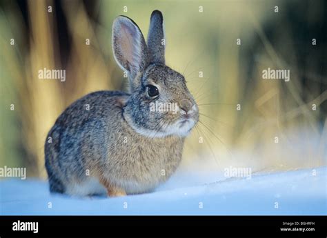 Cottontail Rabbit In The Snow Winter Near Flagstaff Arizona Usa