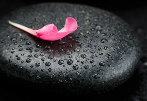 Stone And Petal Stock Image Image Of Floral Pink Freshness 40892111