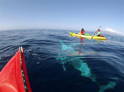 Things To Do On Maui In March By Maui Kayak Adventures