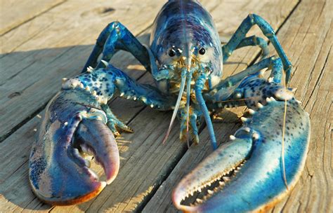 lobsterland homarus americanus in blue