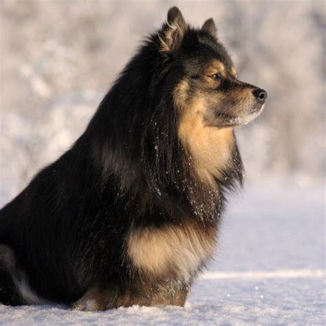 Finnish Lapphund