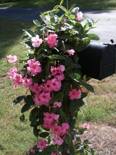 Flowering vines add color and texture to overlooked parts of your garden and provide privacy and screening. Mandevilla - Overwintering | Walter Reeves: The Georgia ...