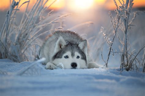 Top Hình Nền động Vật Chó Husky Sibir 4k Ultra Full Hd