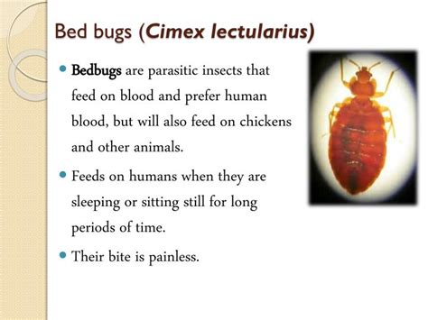Ppt Flea And Bedbug Powerpoint Presentation Id2095193