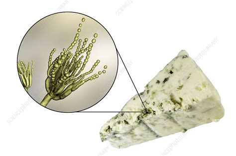 Penicillium Fungus And Roquefort Cheese Composite Image Stock Image
