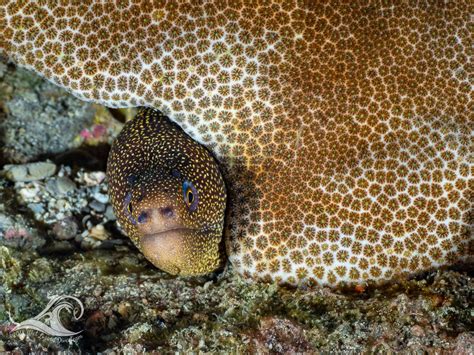 Goldentail Moray Hiding Under Blushing Star Coral Stetson Bank Flower