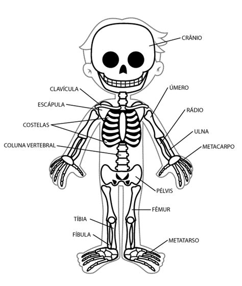 Sistema Osea Esqueletico Biología Pinterest