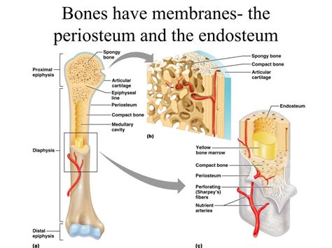 Ppt Chapter 6 Part I Bones And Skeletal Tissues Powerpoint