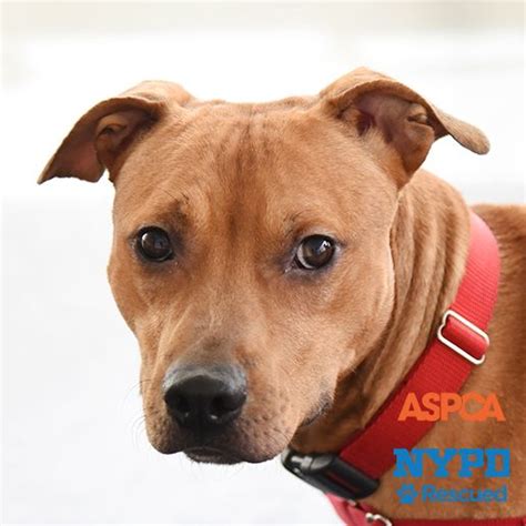 Adoptable Dogs Nyc Adoption Center Aspca
