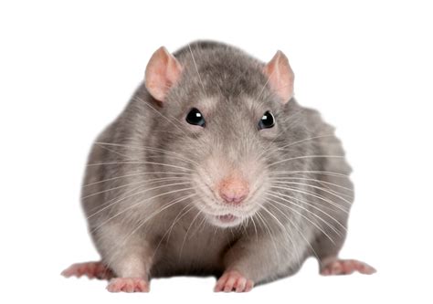 Mouse Rat Png Image Transparent Image Download Size 800x563px