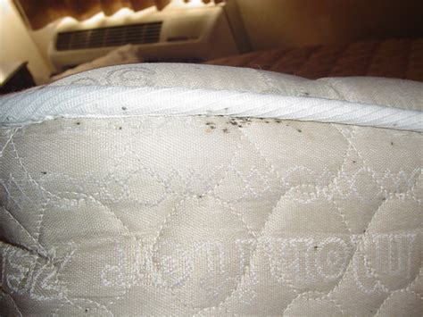 Bed Bugs Evidence In Hotels Including Fecal Stains