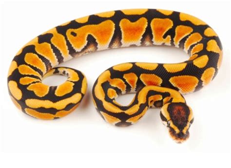 Tiger Pastel Ball Python Cute Snake Ball Python Morphs
