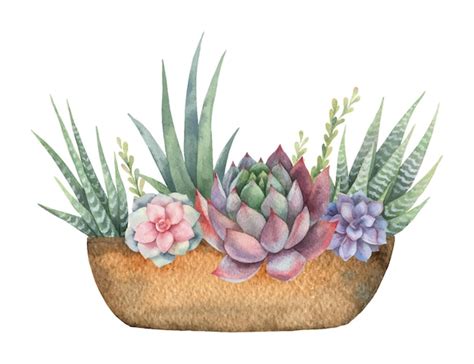 Premium Vector Watercolor Vector Composition Of Cacti And Succulents