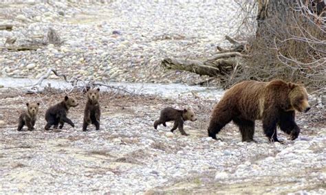 Court Rules To Ensure Yellowstones Grizzly Bears Will Stay Protected