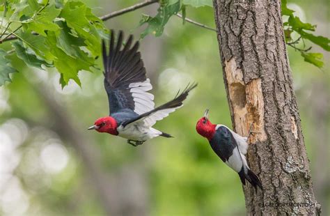Red Headed Woodpeckers Watching And Photographing This Se Flickr