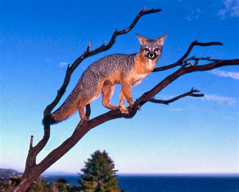 Mendonoma Sightings Gray Foxes Its Amazing What They Can Do