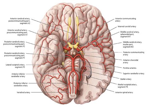 Arteries Of The Brain Brain Basics