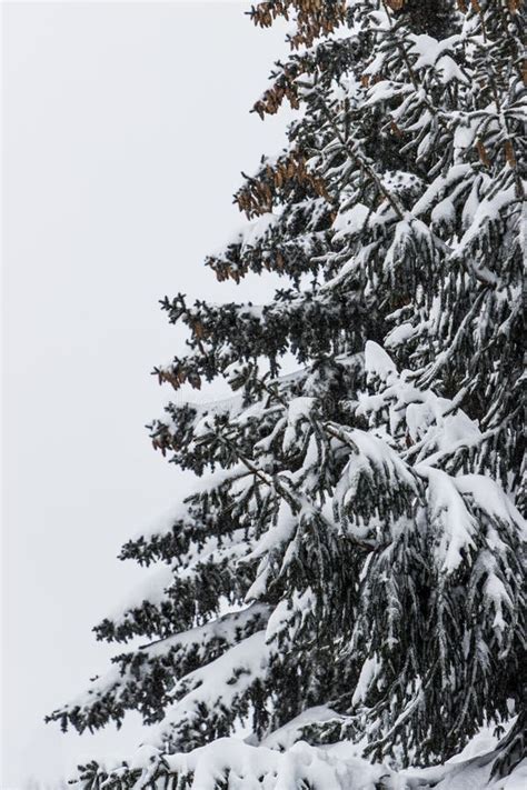 Snow Covered Pine Tree Stock Photo Image Of Forest 240484796