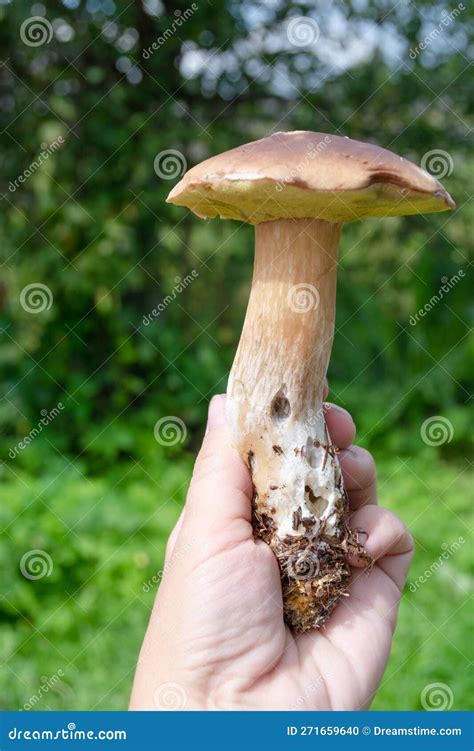A White Mushroom In My Hand Edible Mushrooms Grew In The Forest During