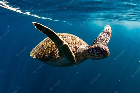 Premium Photo Turtle Swim In Blue Sea