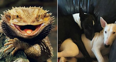 Here Are 15 Exotic Animals Trying To Take The Best Pet ...