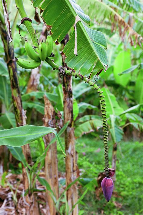 Bananas Hanging On Tree Spring Photograph By Panoramic Images Fine
