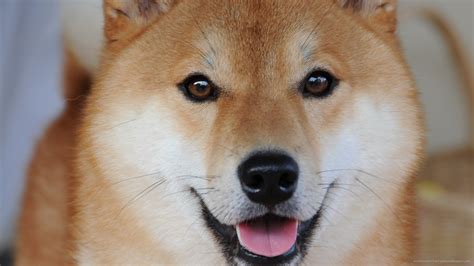 Doge Wallpaper 1920x1080 87 Images