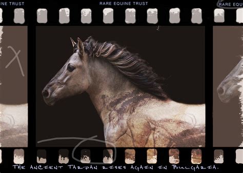 york   tarpan  resurrection   extinct tarpan horse