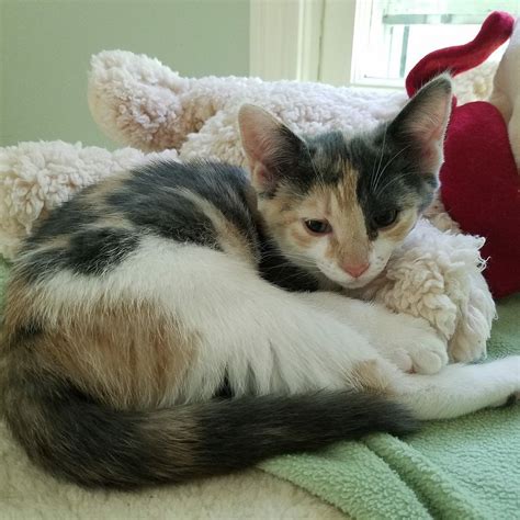Save time, fill out and print your adopter information sheet. Adopt Seattle on | Cute cats, Cats, Kittens