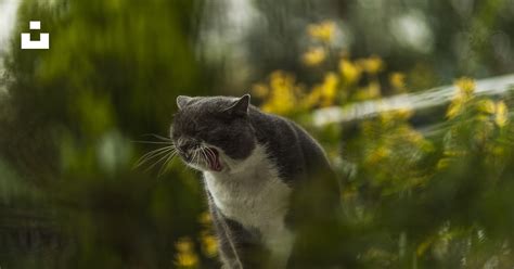 Short Haired Black And White Cat Photo Free Cat Image On Unsplash