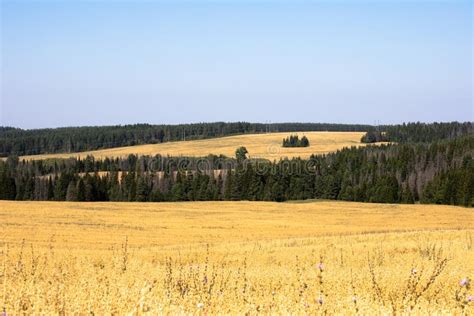 Beautiful Rural Summer Landscape With Sky And Greenery Stock Image