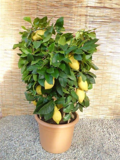 DuŻa Cytryna Citrus Limoni W Doniczce Z Owocami Foto Real