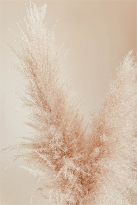 550 Pampas Grass Pictures Download Free Images On Unsplash