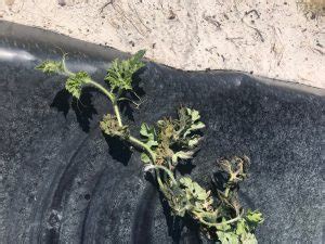 April 5 Watermelon Crop Update Panhandle Agriculture