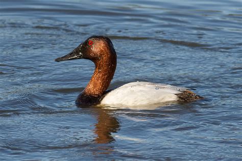 Canvasback Wikipedia