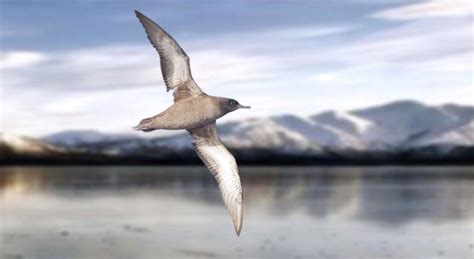 Longest Migration Bird Longest Migratory Seabird Or Animal