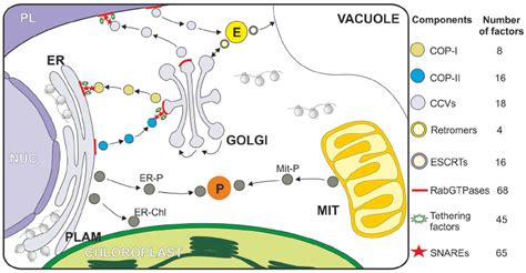 Cop 1 Cop 2 Clathrin - Vesicle transport pathways in plants. COP-II vesicles mediate cargo