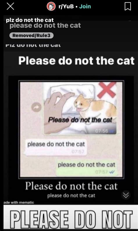 Please Do Not The Cat Rcatmemes