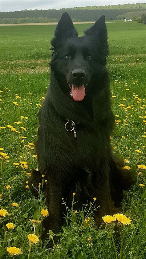 A Large Black Dog Sitting In The Middle Of A Field With Dandelions On It