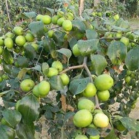 Full Sun Exposure Green Thai Apple Ber Plant For Outdoor Rs 40 Piece Id 17063907248