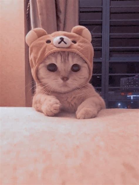 Picture Of A Cute Cat Kittens Cutest Cute Cutie Such Sunwalls