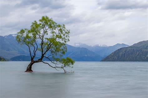 New Zealands Wanaka Tree The Most Instagrammed Tree In The World
