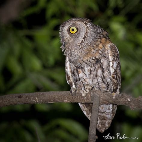 African Scops Owl Cameroon Bird Images From Foreign Trips Gallery