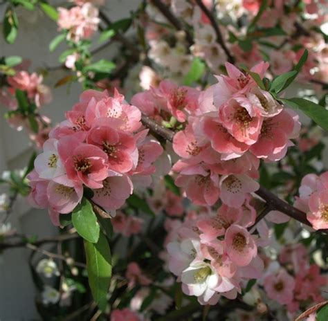 We did not find results for: Stock photo: Chaenomeles 'Toyo Nishiki': flowering quince