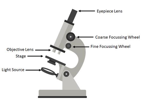Light Microscope Key Stage Wiki