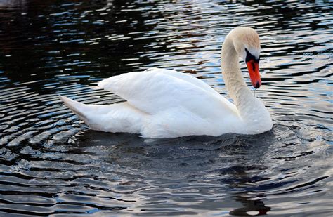 Free Images Wing Lake Pond Wildlife Reflection Beak Fauna Swan
