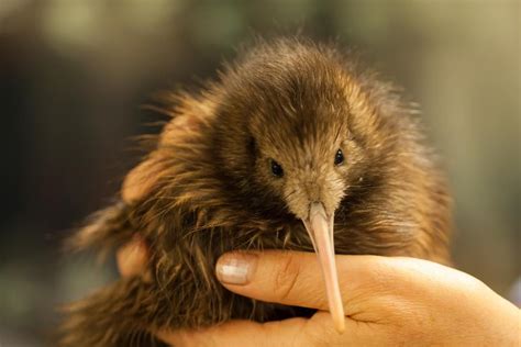 North Island Brown Kiwi New Zealand Birds Online The Digital