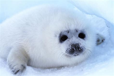 Pusa Sibirica Earless Seal Lake Baikal Cute Cuddly Or