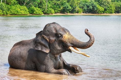 6 Fascinating Types Of Elephants Photos And More Outforia